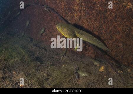 Il tadpole della rana americana (litobates catesbeianus) che riposa alla base di un fiume della California dove questa specie in specie introdotte e invasive. Foto Stock