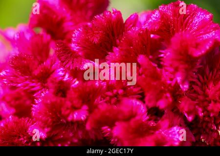 Pettine di pollo o cricket jewer Celosia cristata è una varietà di celosia argentea Foto Stock