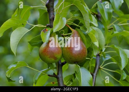 Pera chiamata Arrow Sweet (Pirus), due frutti prima della raccolta sull'albero Foto Stock