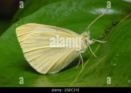Cabbage White Butterfly, Pieris rapae, a Glenbrook, nuovo Galles del Sud, Australia. Foto Stock