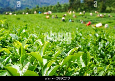 Bella piantagione di tè a Bao Loc città Lam Dong provincia sud Vietnam Foto Stock