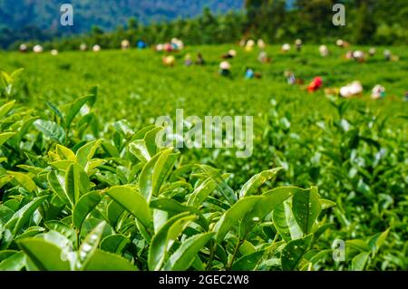 Bella piantagione di tè a Bao Loc città Lam Dong provincia sud Vietnam Foto Stock