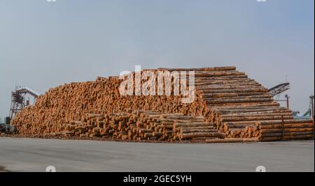 Tronchi accatastati al mulino di legname pronto per essere tagliato in legname. Situato a Eureka, contea di Humboldt, California Foto Stock