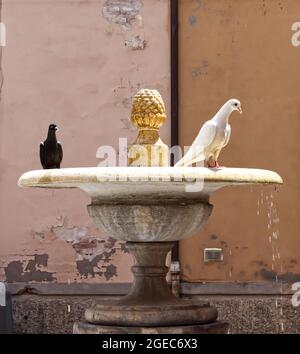Due piccioni bianchi e neri che camminano su una fontana Foto Stock