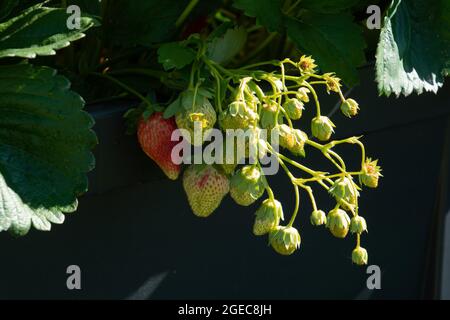 Fragole mature e non mature appese all'arbusto al sole della prima estate Foto Stock
