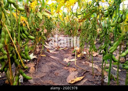 Legumi piantati in piante di soia, piante di soia arrostite Foto Stock