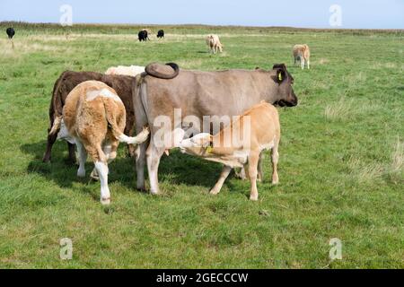 Un vitello da latte che succhia la tettarella delle madri. Razze miste Foto Stock