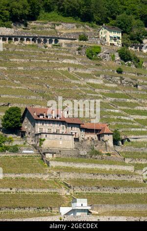 Vigneti e casa a Lavaux sulle rive del lago di Ginevra, Svizzera Foto Stock