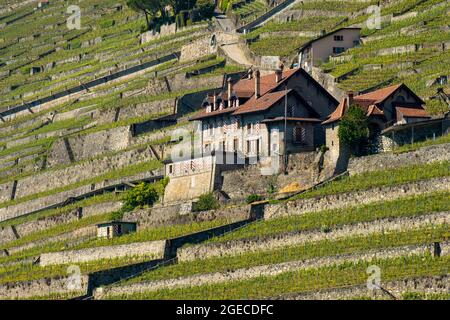 Vigneti e casa a Lavaux sulle rive del lago di Ginevra, Svizzera Foto Stock