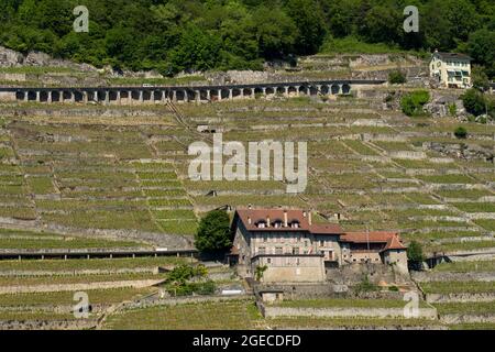 Vigneti e casa a Lavaux sulle rive del lago di Ginevra, Svizzera Foto Stock