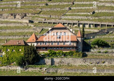 Vigneti e casa a Lavaux sulle rive del lago di Ginevra, Svizzera Foto Stock