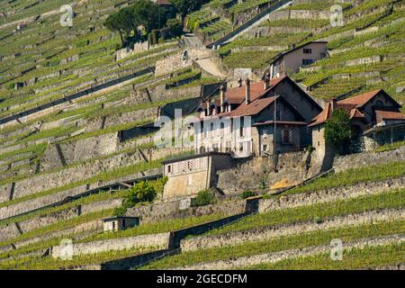Vigneti e casa a Lavaux sulle rive del lago di Ginevra, Svizzera Foto Stock