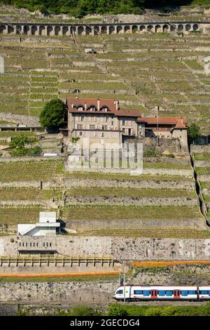 Vigneti e casa a Lavaux sulle rive del lago di Ginevra, Svizzera Foto Stock