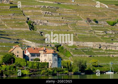 Vigneti e casa a Lavaux sulle rive del lago di Ginevra, Svizzera Foto Stock