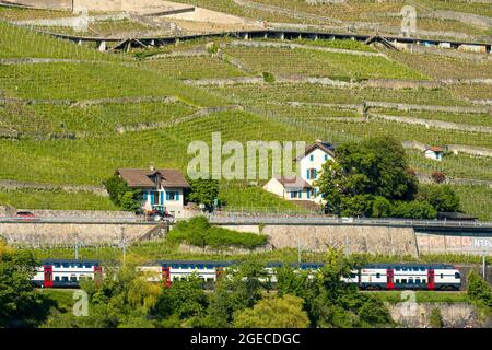 Vigneti e casa a Lavaux sulle rive del lago di Ginevra, Svizzera Foto Stock