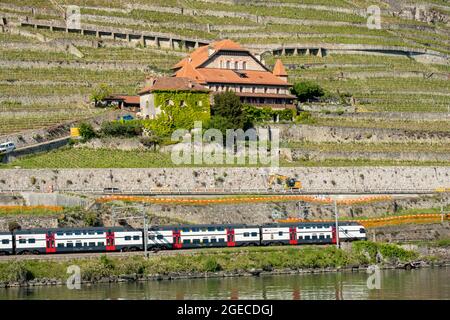 Vigneti e casa a Lavaux sulle rive del lago di Ginevra, Svizzera Foto Stock