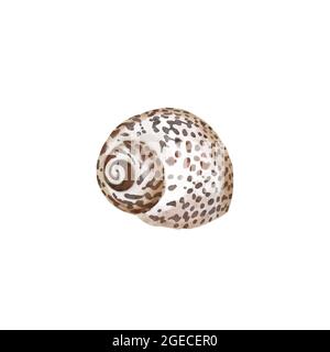 Acquerello set di oggetti subacquei - varie conchiglie tropicali. Illustrazioni disegnate a mano isolate su sfondo bianco. Foto Stock