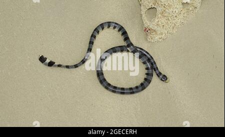 A labbro giallo mare NASTRATI KRAIT Laticauda colubrina velenosa, isole Andaman, India Foto Stock