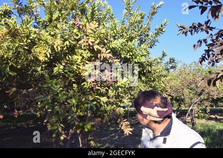 coltivatore di guardia guava nel giardino. albero di guava Foto Stock