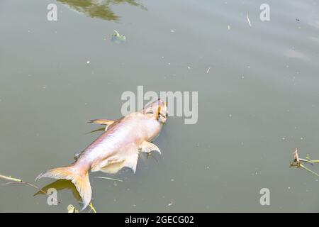 pesce morto galleggiava nel fiume di acque scure, peoblem inquinamento idrico Foto Stock