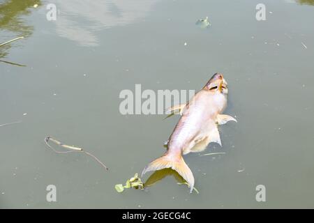 pesce morto galleggiava nel fiume di acque scure, peoblem inquinamento idrico Foto Stock