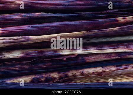 Guaina/gambo bicolore di sorgo, chiamata Waakye e usato come colorazione di cibo in Ghana Foto Stock