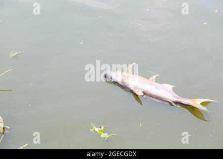 pesce morto galleggiava nel fiume di acque scure, peoblem inquinamento idrico Foto Stock