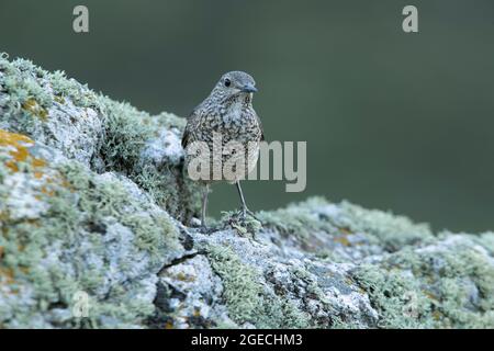 Adulta femmina di roccia rufous-coda mughetto nel suo territorio di allevamento con crumage rutting alla prima luce del giorno Foto Stock