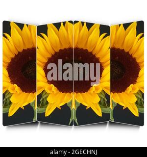 Il trio di girasoli Foto Stock