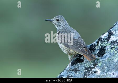 Adulta femmina di roccia rufous-coda mughetto nel suo territorio di allevamento con crumage rutting alla prima luce del giorno Foto Stock