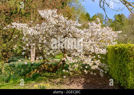 Parcevall Hall Garden, Skyreholme, Wharfedale, Yorkshire. Foto Stock