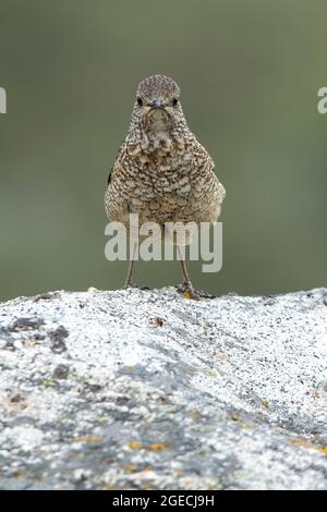 Adulta femmina di roccia rufous-coda mughetto nel suo territorio di allevamento con crumage rutting alla prima luce del giorno Foto Stock