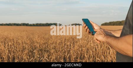 Agricoltore con uno smartphone in mano sullo sfondo di un campo di grano durante la raccolta. Concetto di tecnologie agroalimentari e agroalimentari. Foto di alta qualità Foto Stock