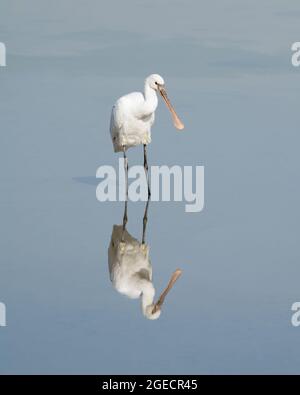 Bella chiara riflessione di una Spoonbill Eurasiana (plalea leucorodia) nelle acque ferme del santuario della fauna selvatica Ras al Khor a Dubai, Emirati Arabi Uniti. Foto Stock