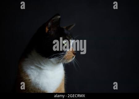 Primo piano ritratto di tartaruga domestica gatto, pulito sfondo scuro Foto Stock