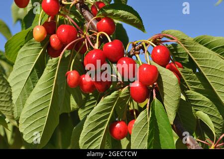 Ciliegie mature su albero, coltivando commercialmente a la Vall de Gallinera, provincia di Alicante, Spagna Foto Stock