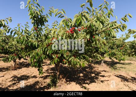 Frutteto di ciliegia con frutta matura sull'albero, pronto per la raccolta, a Vall de Gallinera, provincia di Alicante, Spagna Foto Stock