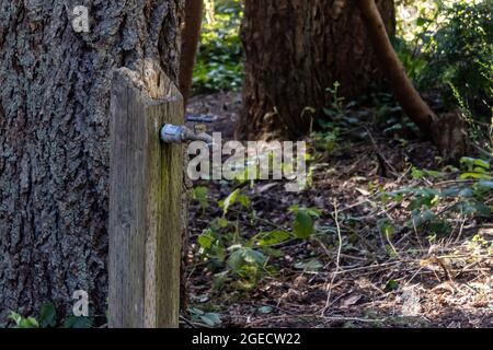 vecchio rubinetto d'acqua attatched ad un palo di legno in un parco Foto Stock