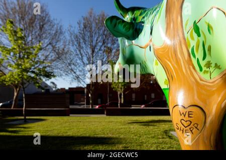 Shepparton, Australia, 16 settembre 2020. Una mucca con il marchio "We Love Shepp" sulla sua gamba durante il COVID-19 a Melbourne, Australia. Il Premier Daniel Andrews ha annunciato ieri che la regione Victoria si sposterà al Passo 3 della Road Map. Per Shepparton, nel centro di Victoria, questo sembra essere troppo poco, troppo tardi. Credit: Dave Hewison/Speed Media/Alamy Live News Foto Stock