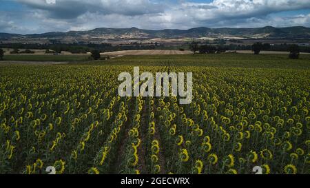 campi di girasole in paesaggio montagnoso con cielo nuvoloso Foto Stock