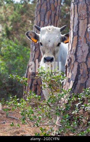 La mucca bianca di razza Maremma si stende da dietro un albero Foto Stock