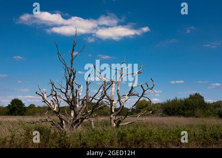 Alberi morti in letti di reedbeds (alcuni dei più estesi reedbeds lungo la costa meridionale): Alver Valley Country Park, Gosport, Hampshire, Regno Unito Foto Stock