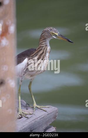 L'uccello di Heron dello stagno cinese è in piedi sul flor di legno. Lo sfondo è acqua verde chiaro Foto Stock