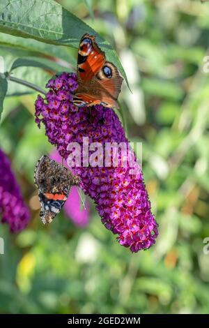 FARFALLA DI PAVONE SU UN FIORE DI BUDDLEIA Foto Stock