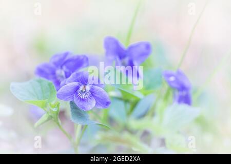 Primo piano immagine di piccolo viola cane fiore viola (Viola riviana) che cresce in Wayland Wood, Norfolk Foto Stock