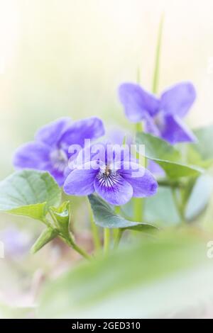 Un gruppo dei delicati fiori del piccolo cane viola (Viola riviana) che cresce nel bosco di Wayland Wood a Norfolk Foto Stock
