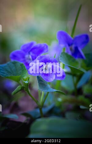 Nel bosco di Wayland Wood a Norfolk cresce un trio di violetti di cane di colore viola (Viola riviana) Foto Stock