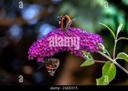 DUE FARFALLE AMMIRAGLIO ROSSE SU UN FIORE DI BUDDLEIA Foto Stock
