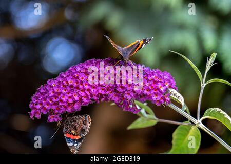 DUE FARFALLE AMMIRAGLIO ROSSE SU UN FIORE DI BUDDLEIA Foto Stock