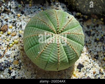 Pianta succulenta (Euphorbia obesa) nel giardino del deserto Foto Stock